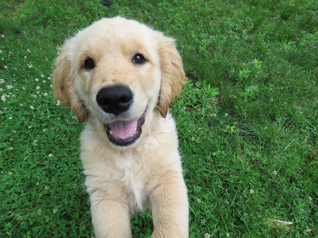 Pooches in the Park on Braselton's Town Green