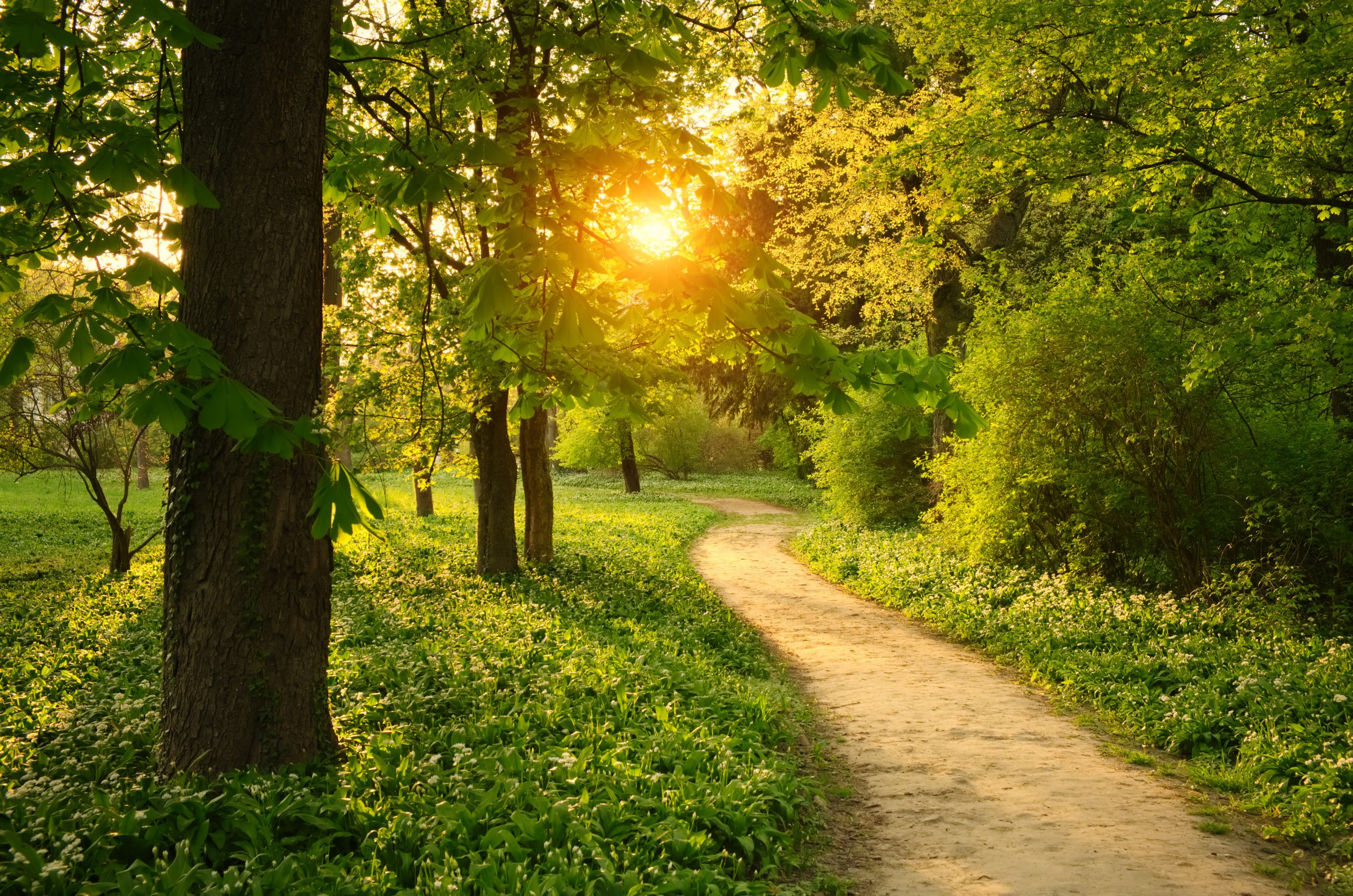 A Beautiful Nature Walk Near Traditions Of Braselton