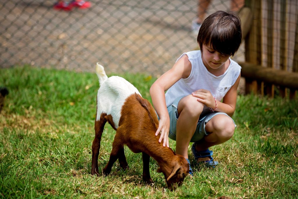 Young boy petting a goat