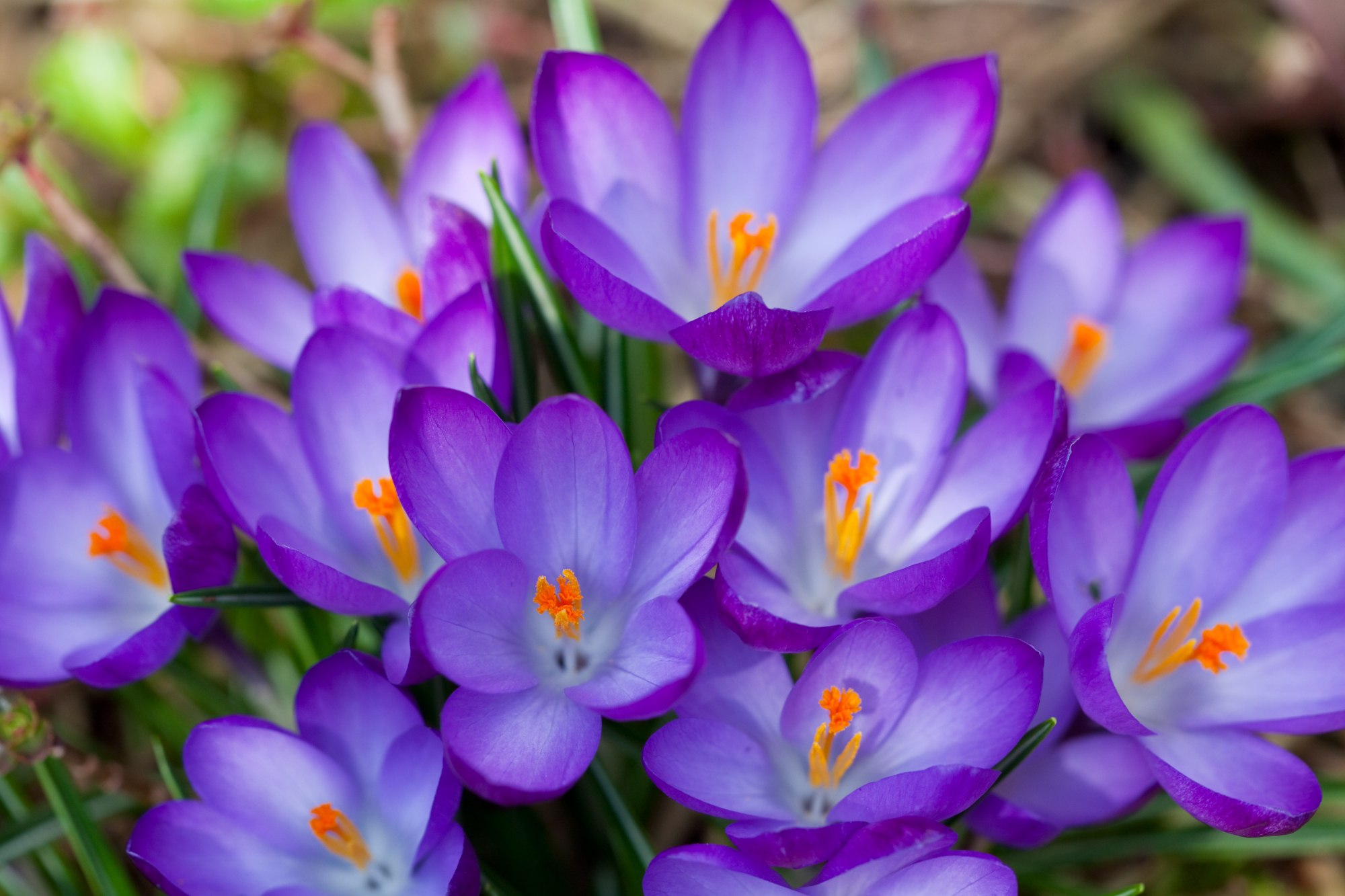Springtime flowers in Traditions of Braselton Bernd Juergens © Shutterstock