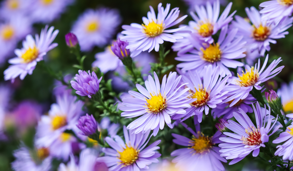 Purple Aster Sapphire Mist Flowers ©OLAYOLA