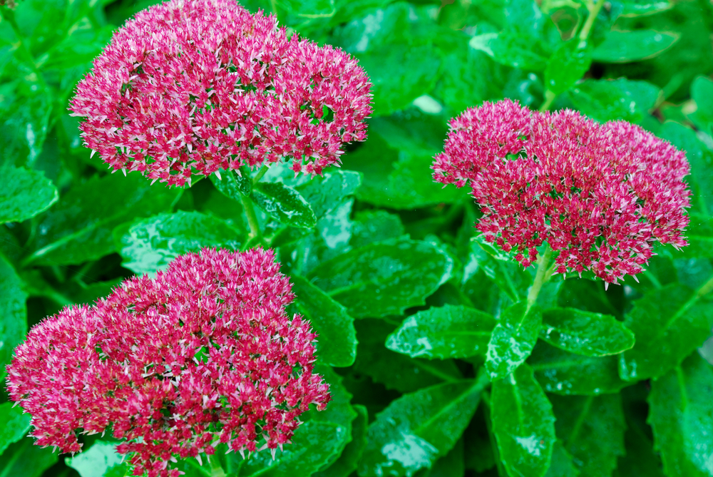 Three red sedum Autumn Joy Stonecrop flowers ©Reimar