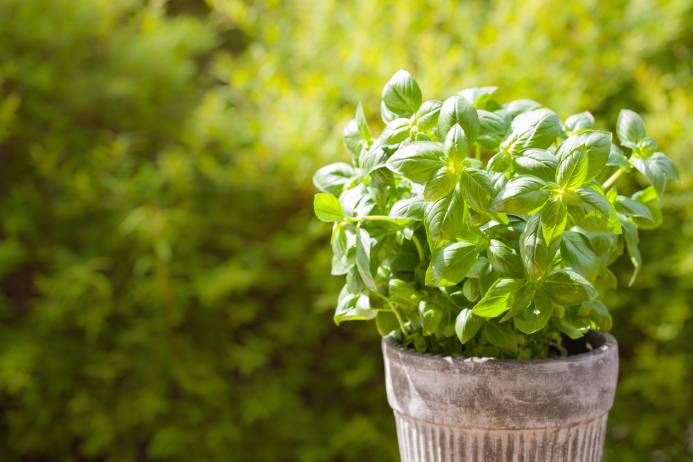 Basil in pot ©Olga Miltsova