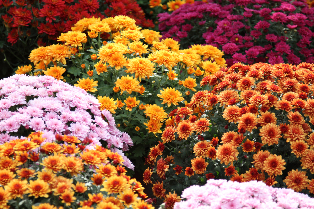 Chrysanthemum flowers ©Irina Malikova