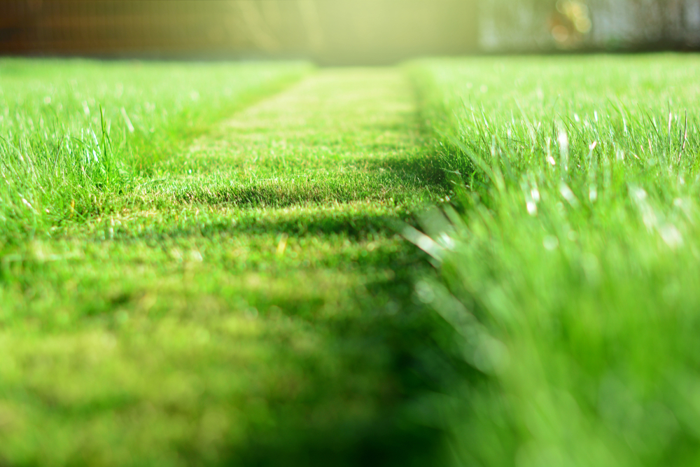 Cut strip of lawn grass ©CharMoment