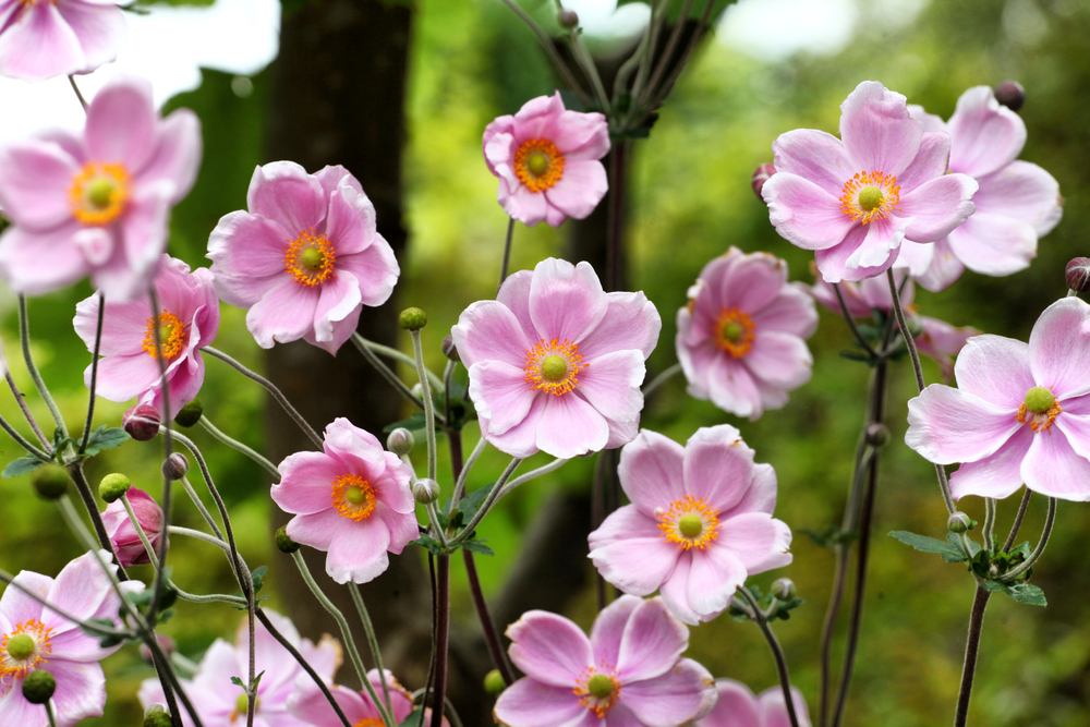 Pink Japanese Anemone Flowers ©Alex Manders