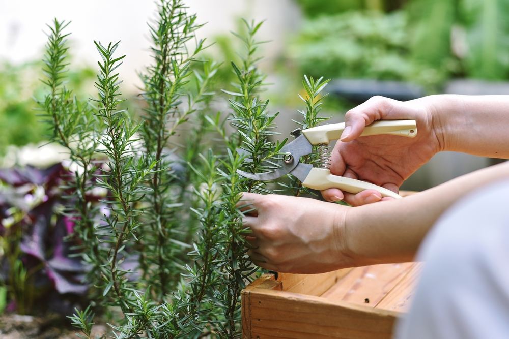 Person cutting rosemary stems ©ARTFULLY PHOTOGRAPHER