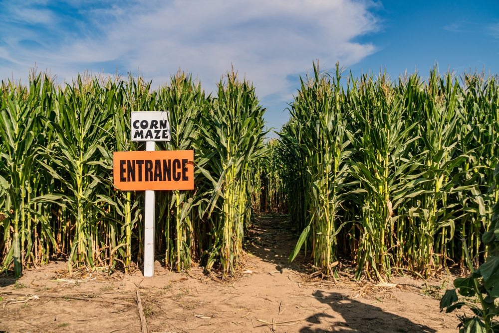Buford Corn Maze ©Michael Warwick