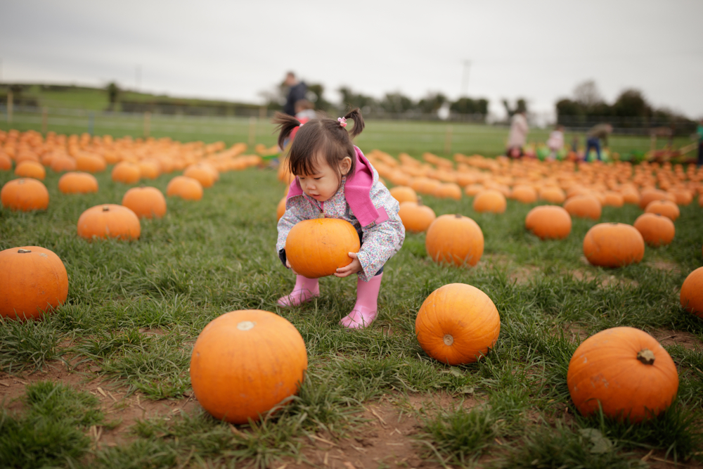 Pumpkin Picking at Merk Farms ©Mcimage