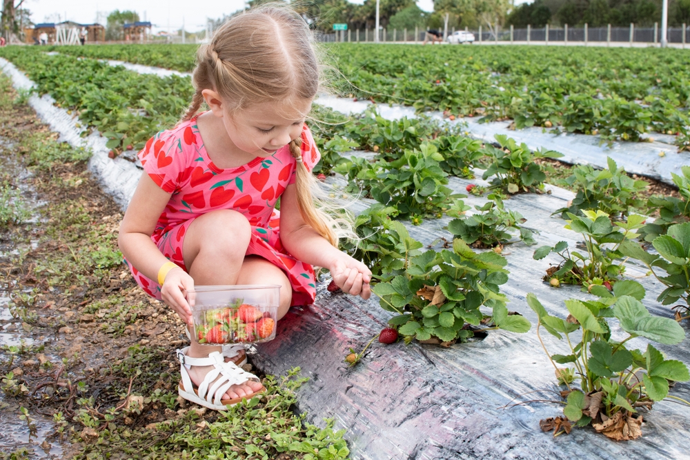 Head to Washington Farms and Jaemor Farms for U-Pick strawberries, tulips, and peaches ©Ana Sha