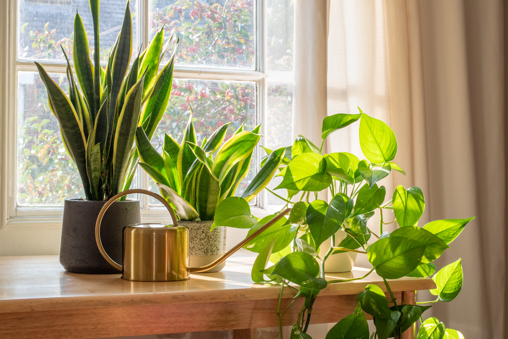 Incorporate indoor houseplants to brighten your home for spring ©Grumpy Cow Studios