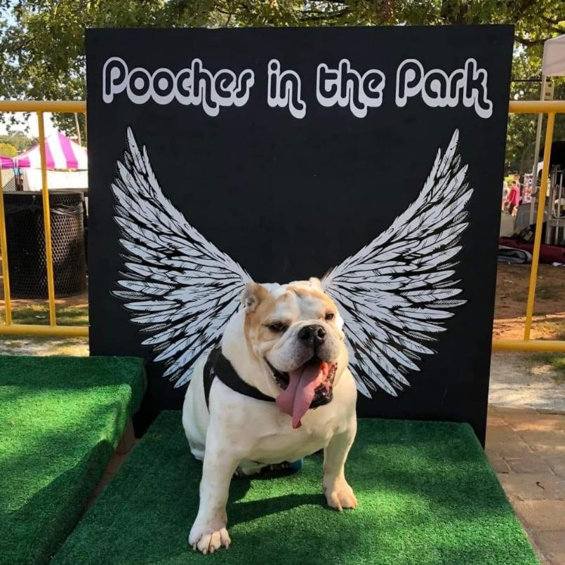Bulldog posing in front of angel wings backdrop at Pooches in the Park event in the dog-friendly community in Braselton.