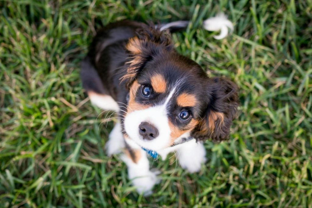 Cavalier King Charles Spaniel puppy sitting in the grass, looking up with wide eyes in a dog-friendly community in Braselton.