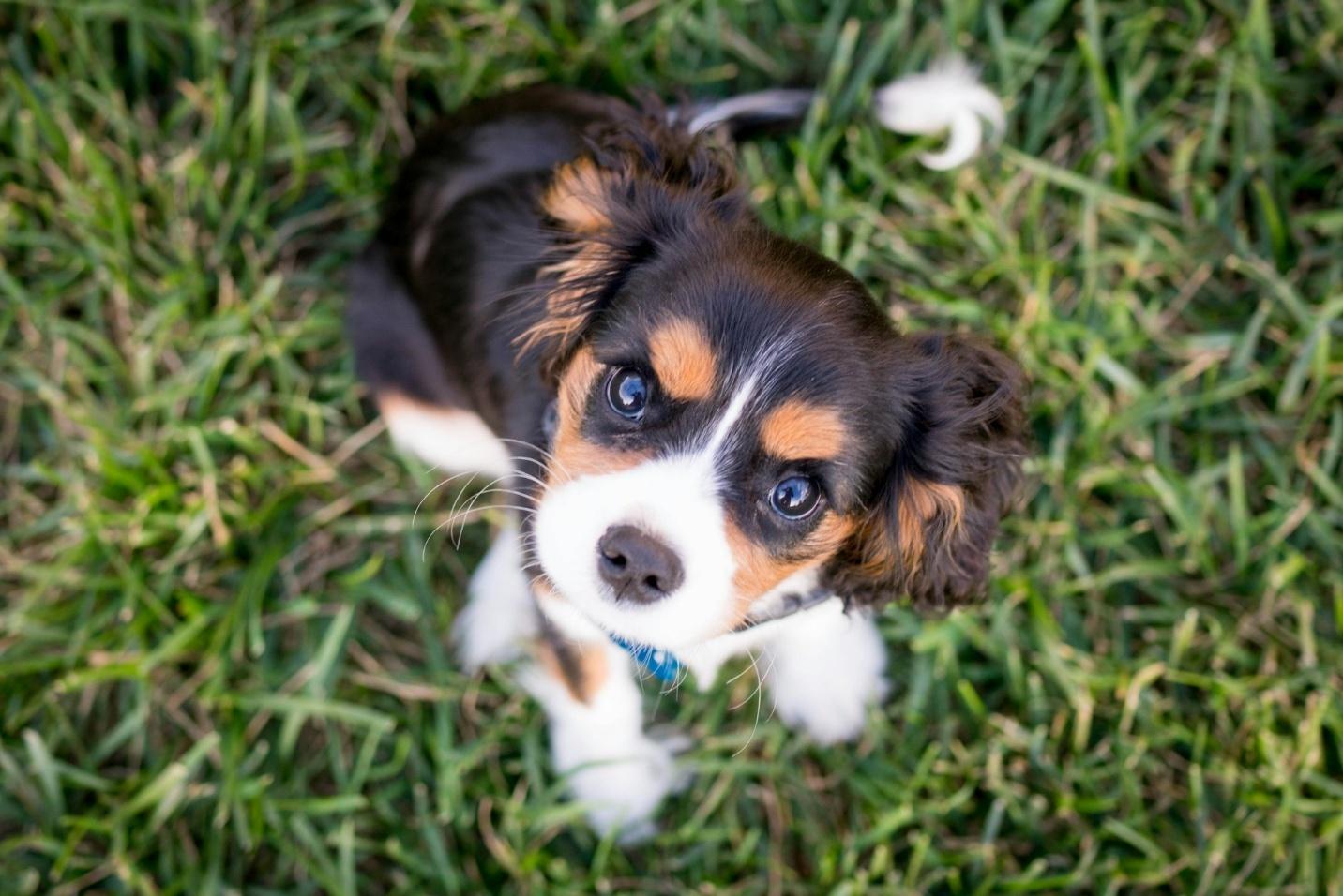 Cavalier King Charles Spaniel puppy sitting in the grass, looking up with wide eyes in a dog-friendly community in Braselton.