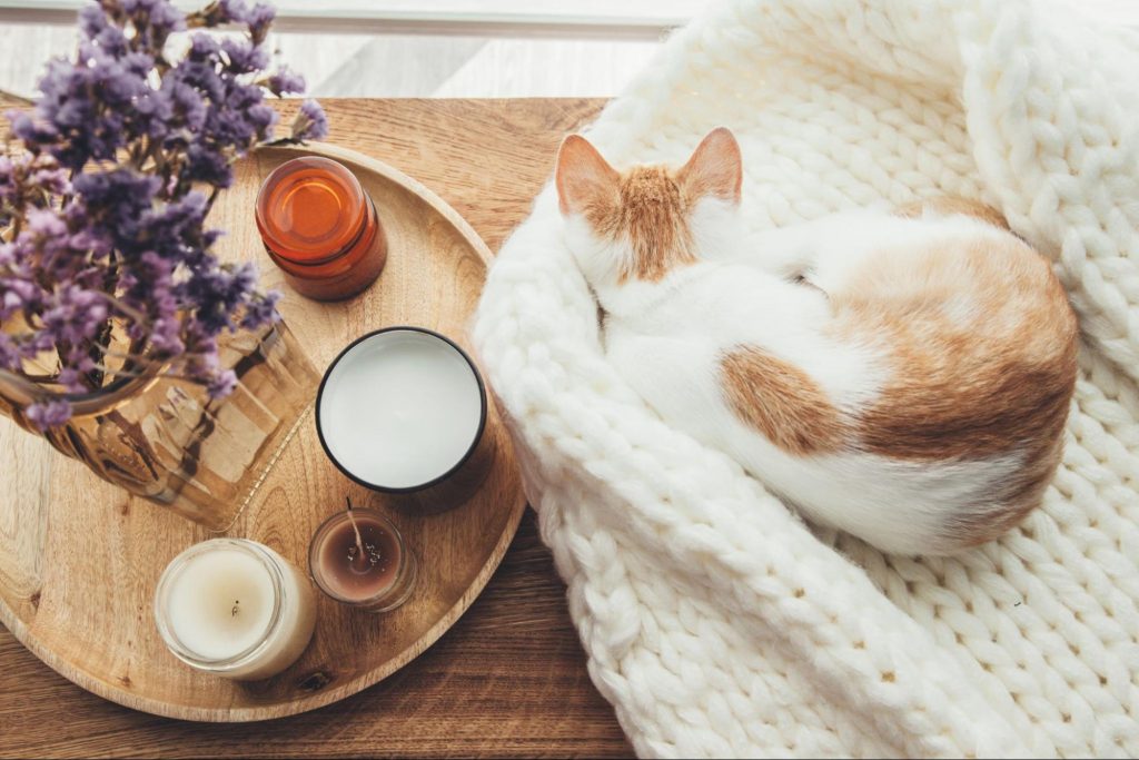 Orange and white kitten sleeping on a knitted sweater with fall decor by a window. ©Alena Ozerova