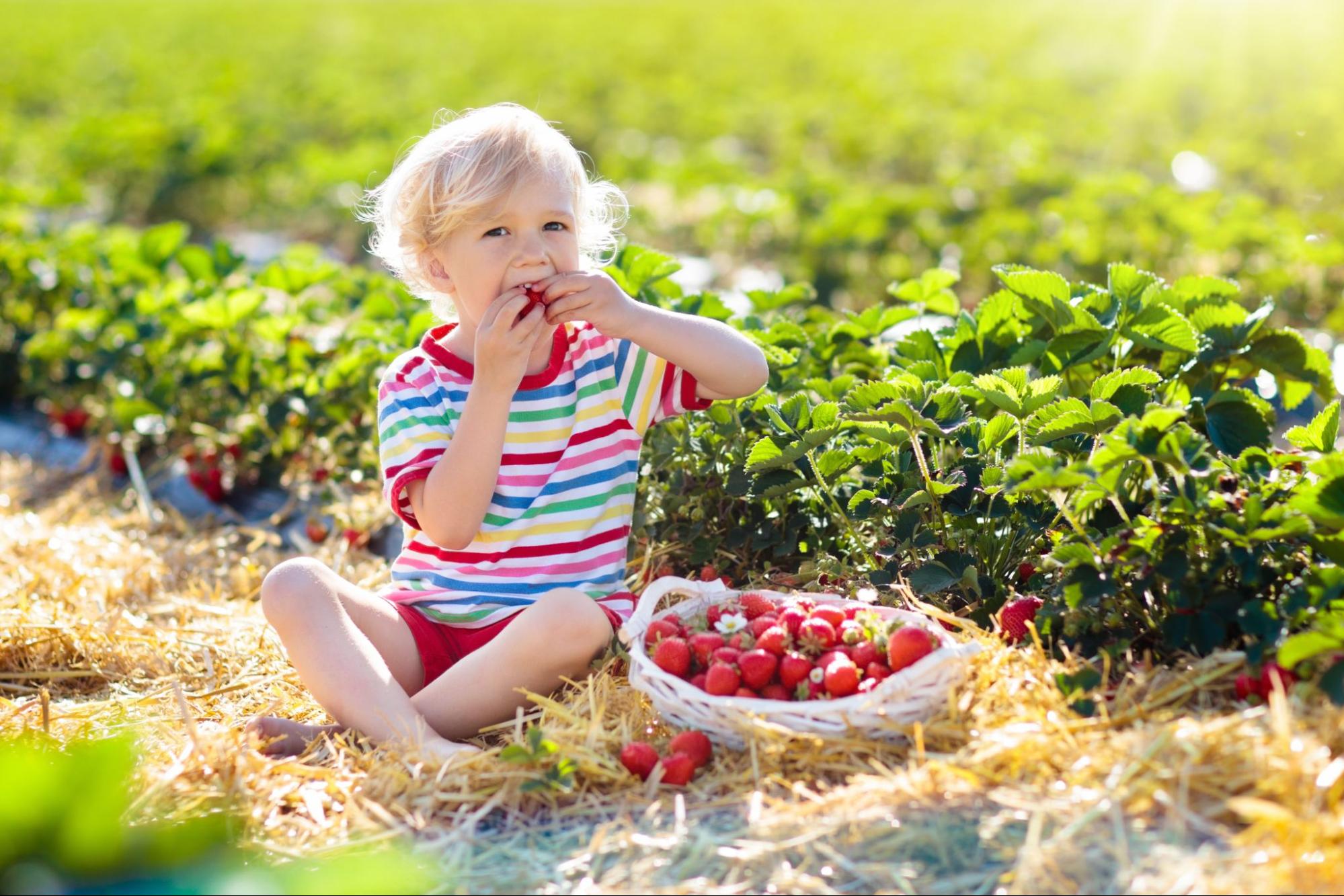 Young child eating fresh strawberries at Washington Farms. ©FamVeld 